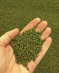 A hand holding aquafeed pellets