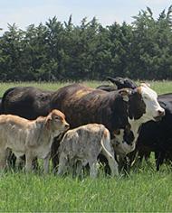 Cattle in a field. 