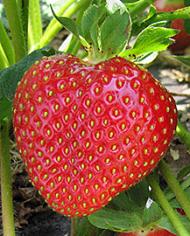 A strawberry on a vine