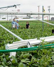 A plot of soybeans treated with elevated carbon dioxide at the SoyFACE Global Change Research Facility 
