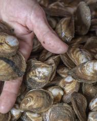 Freshly harvested oysters 