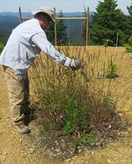Scientist examines herbaceous plants in a biochar amended plots 1-year post-planting