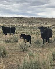 Cattle grazing