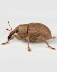 Water hyacinth weevil