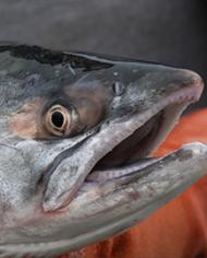 Close-up of a salmon 