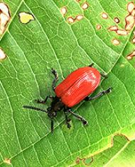 An air potato beetle on a green leaf