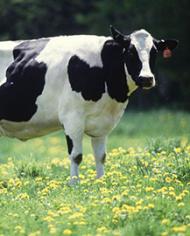 Organicdairy image