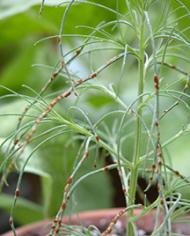 Weeds