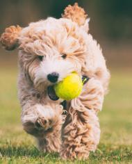 Puppy running carrying a tennis ball 