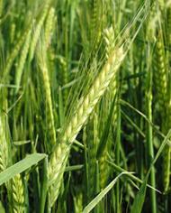 Weeds growing in wheat