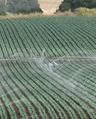 A field being irrigated