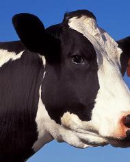Profile of a black and white cow's head with blue sky backgound.