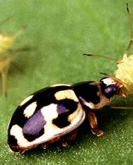 A ladybeetle eating a pea aphid