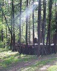 Agroforestry image