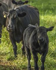 Two cows