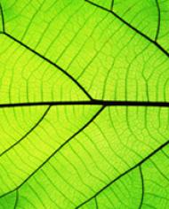 Sunlight shining through a green leaf