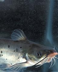 Close-up of a catfish swimming