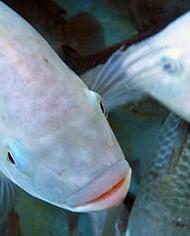 tilapia