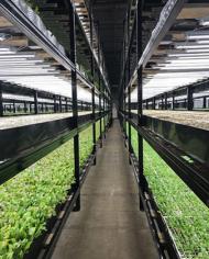 Interior view of a vertical farm. 