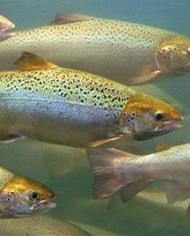 Five salmon swimming