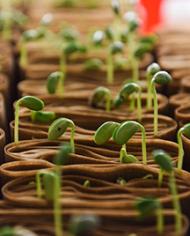Small sprouting seedlings 