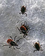 Black legged ticks