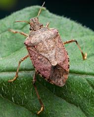 A stinkbug on a leaf