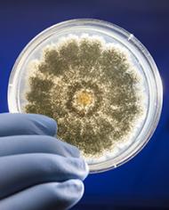 aflatoxin