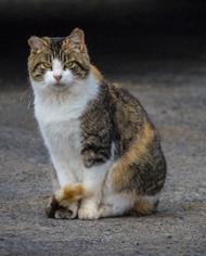 A white, brown and orange cat sitting on the ground