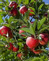 Red apples growing on a tree