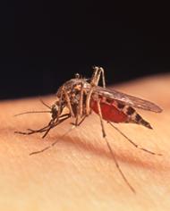 A mosquito