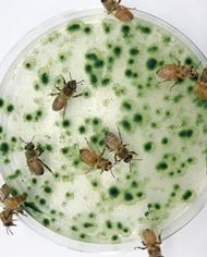 Honeybees feeding on microalgae