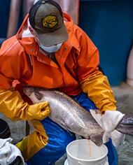 A technician collects eggs from a female Atlantic salmon.