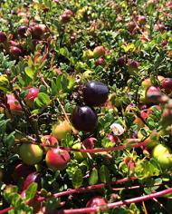 Cranberries growing