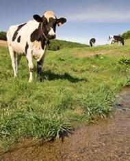 A cow standing next to a stream. 
