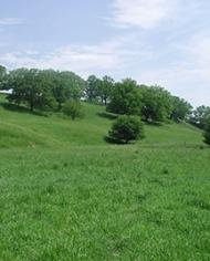 Hidden Valley meadow fescue 