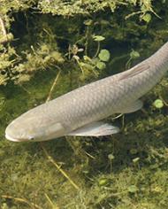 Carpcard image