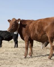 Cattleproduction image