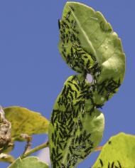 Thrips covering the leaves of a Brazilian peppertree