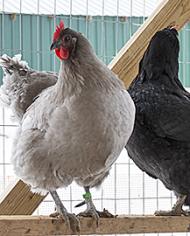 Chickens