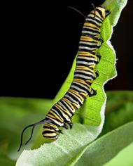 A monarch caterpillar feeds on common milkweed