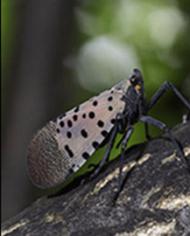A spotted lanternfly