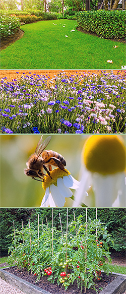 Images of a backyard, flowers, bees, and plants
