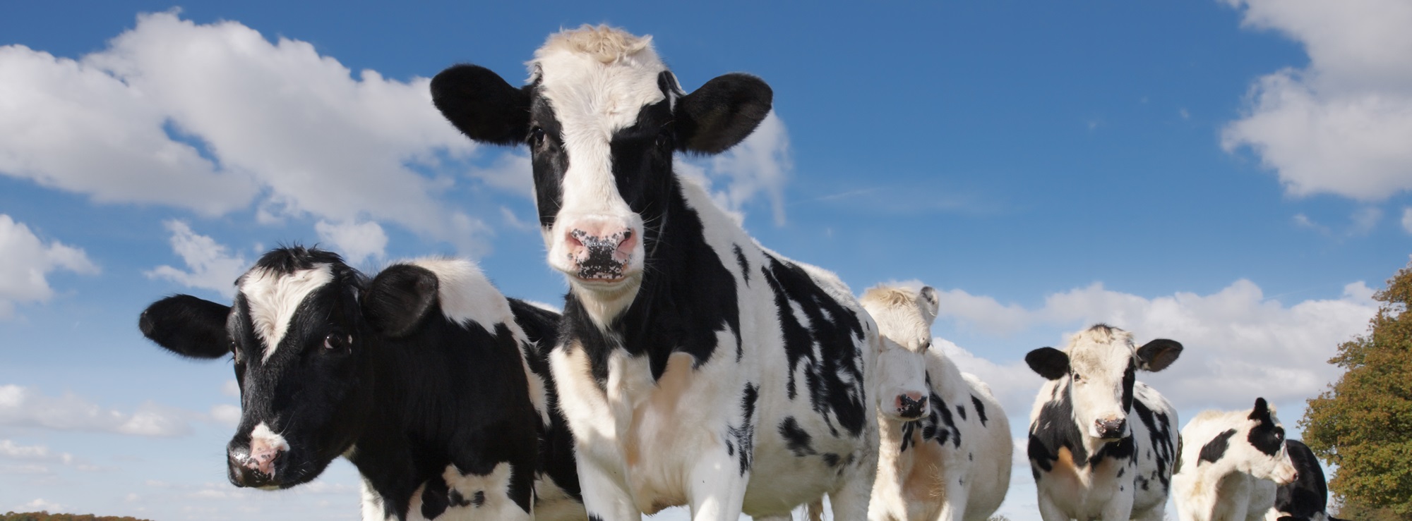 Holstein Cattle (Getty Image)