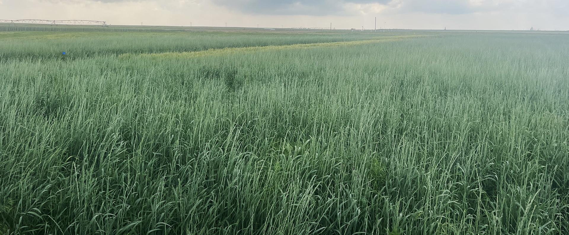 USDA-ARS Kernza Plots at Akron, CO. (Photo by Dave Poss, USDA,ARS)