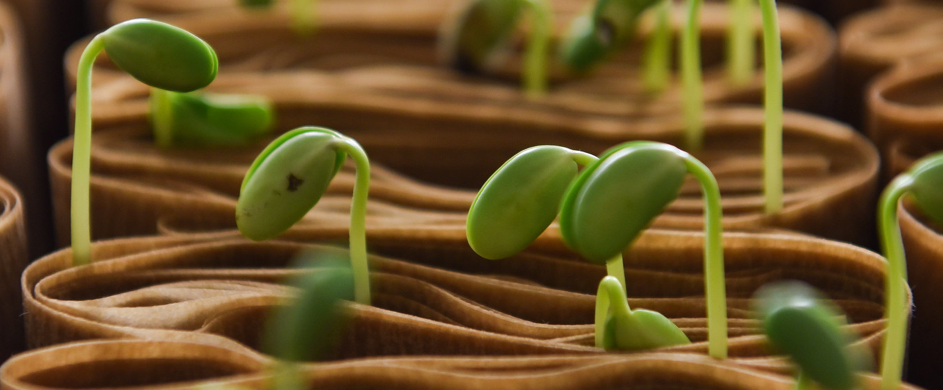 Growing seedlings