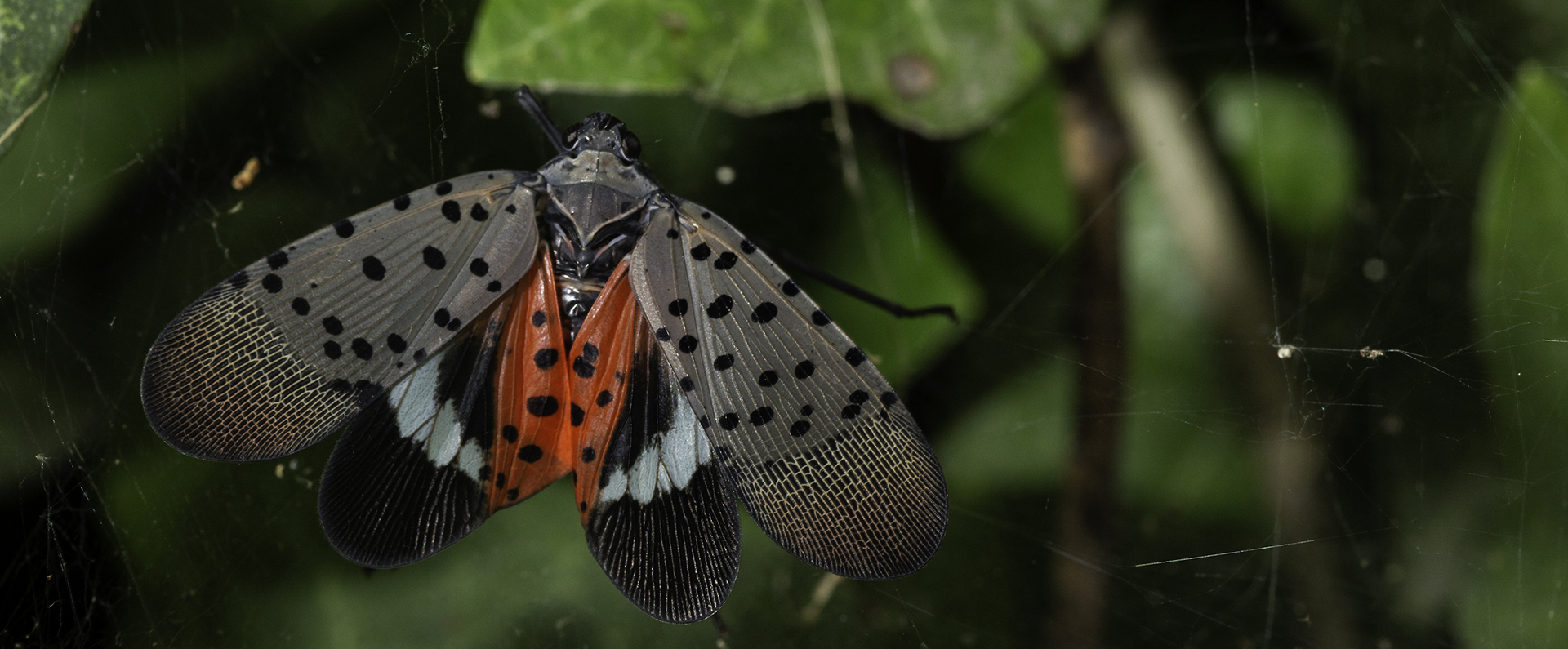 An adult spotted lanternfly