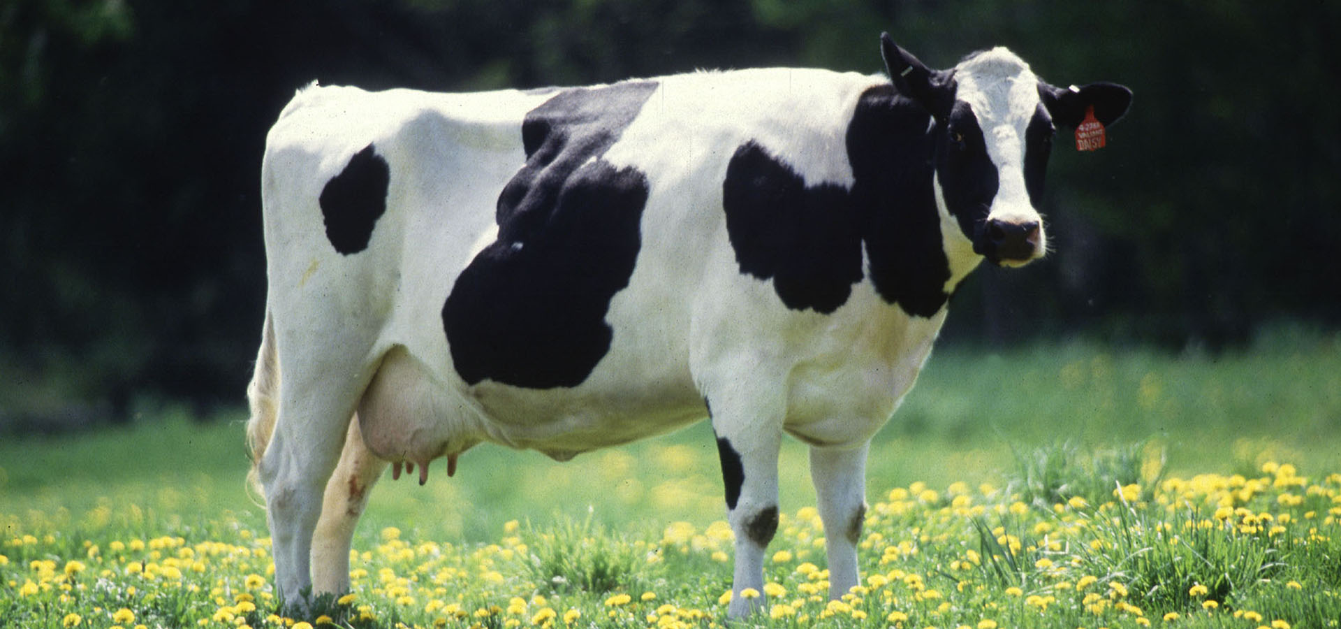 Dairyhero image