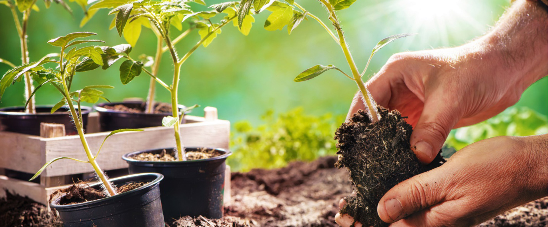 Two hands holding a plant seedling