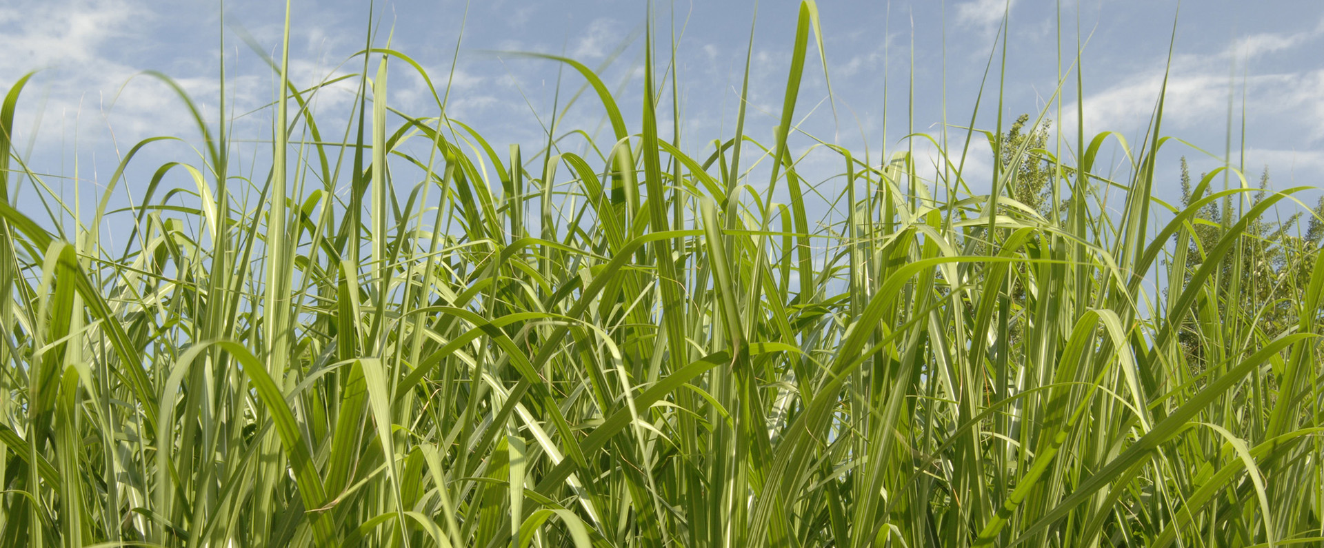 Bioenergyhero image